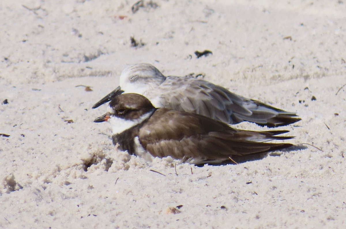 Semipalmated Plover - ML623082853