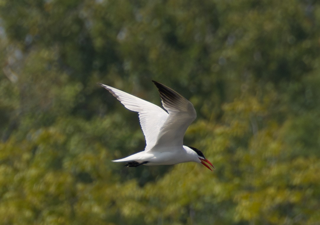 Caspian Tern - ML623082857