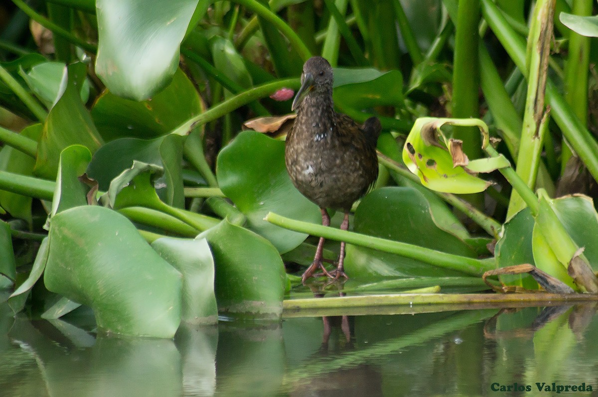 Spotted Rail - ML623082869