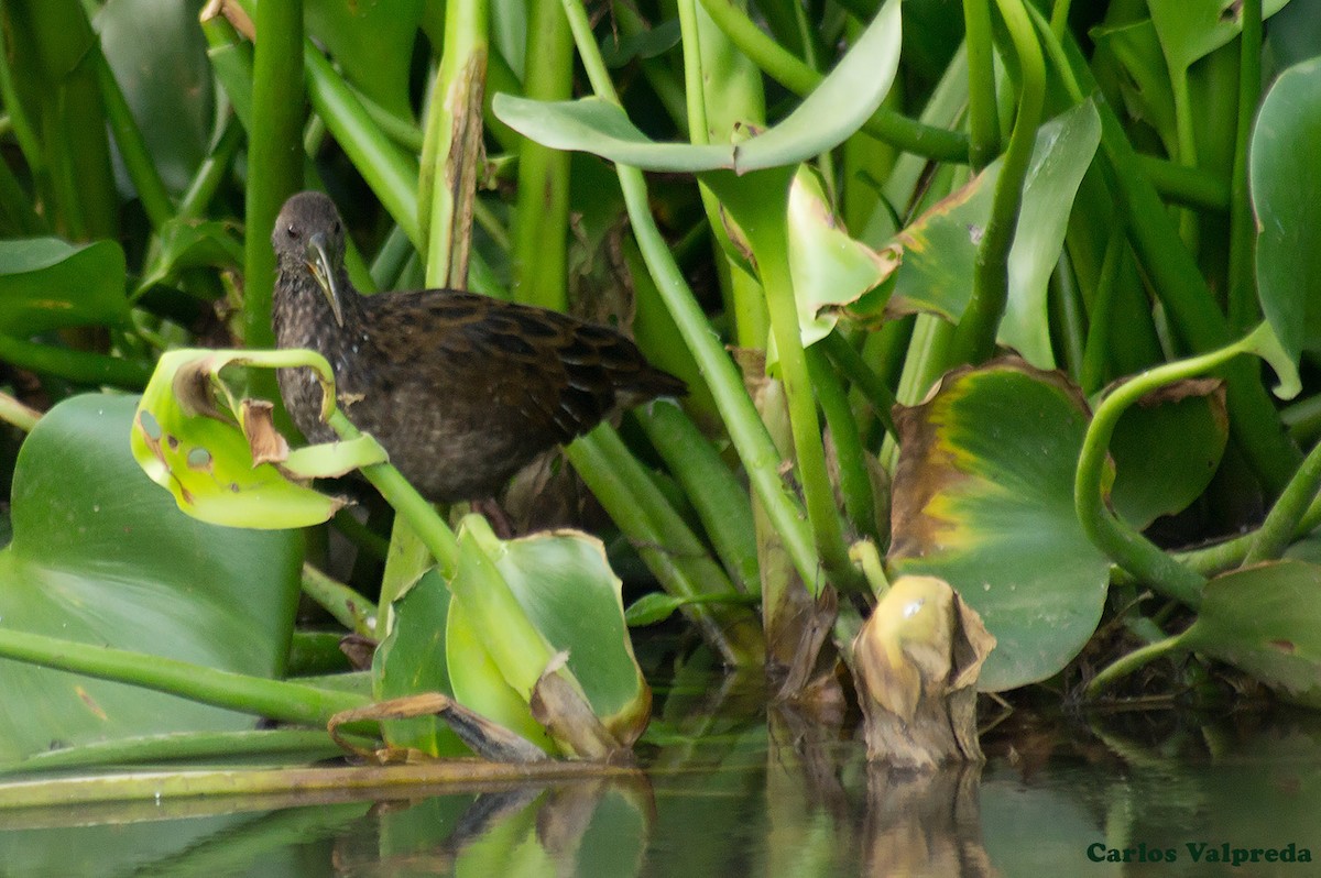 Spotted Rail - ML623082872