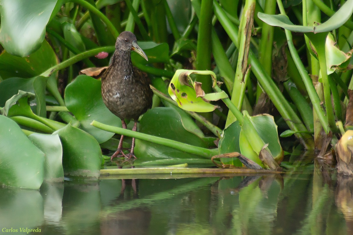 Spotted Rail - ML623082875