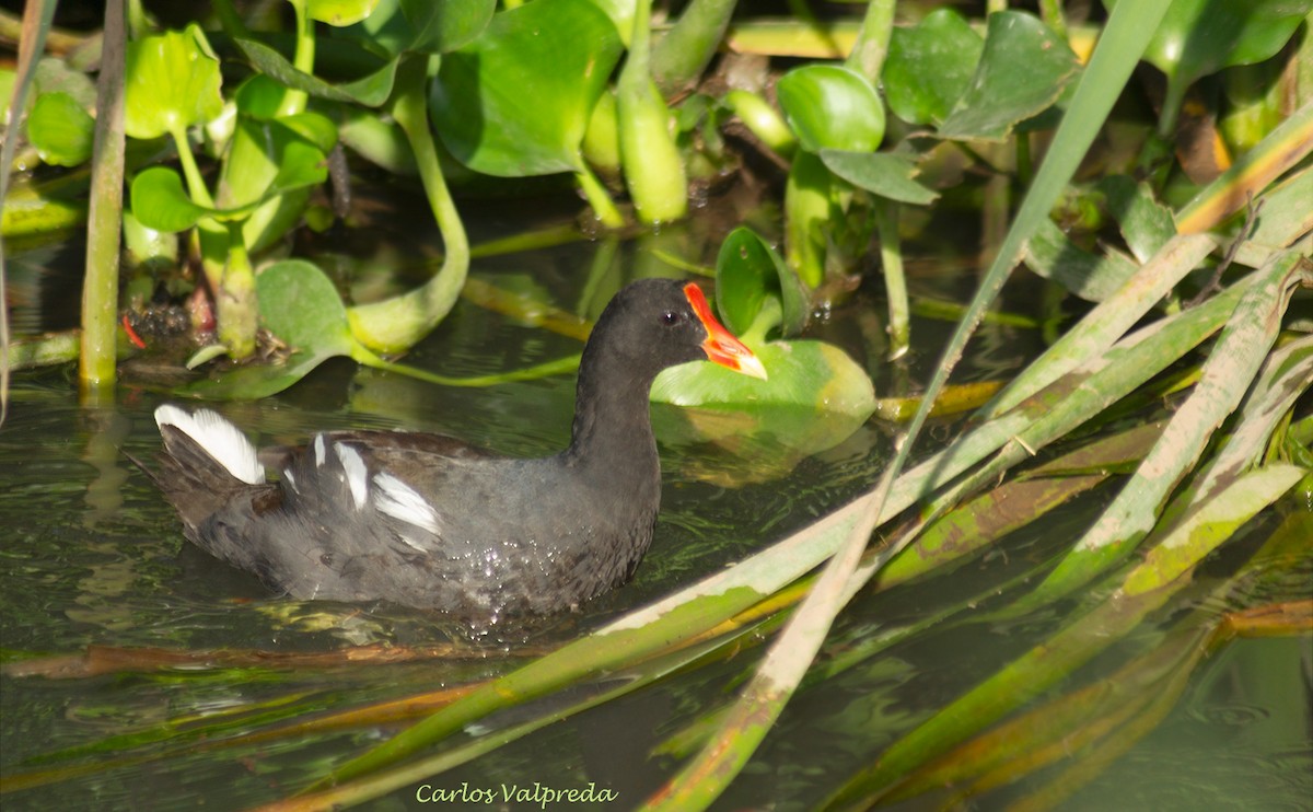 Common Gallinule - ML623082891