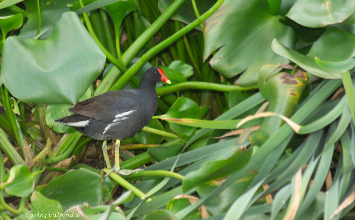 Common Gallinule - ML623082896