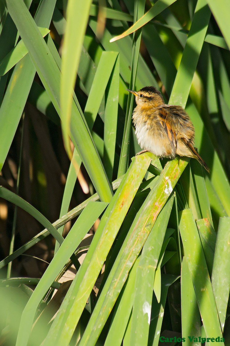 Wren-like Rushbird - Carlos Valpreda