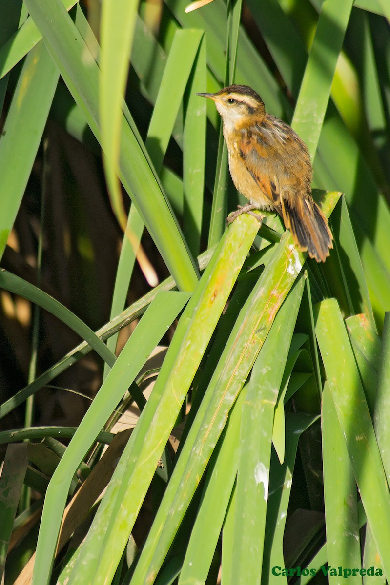 Wren-like Rushbird - ML623082909