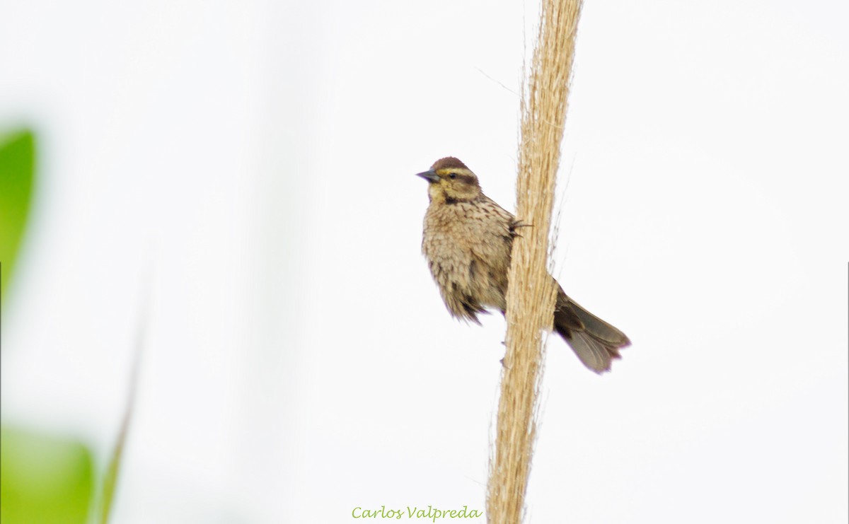 Yellow-winged Blackbird - ML623082917