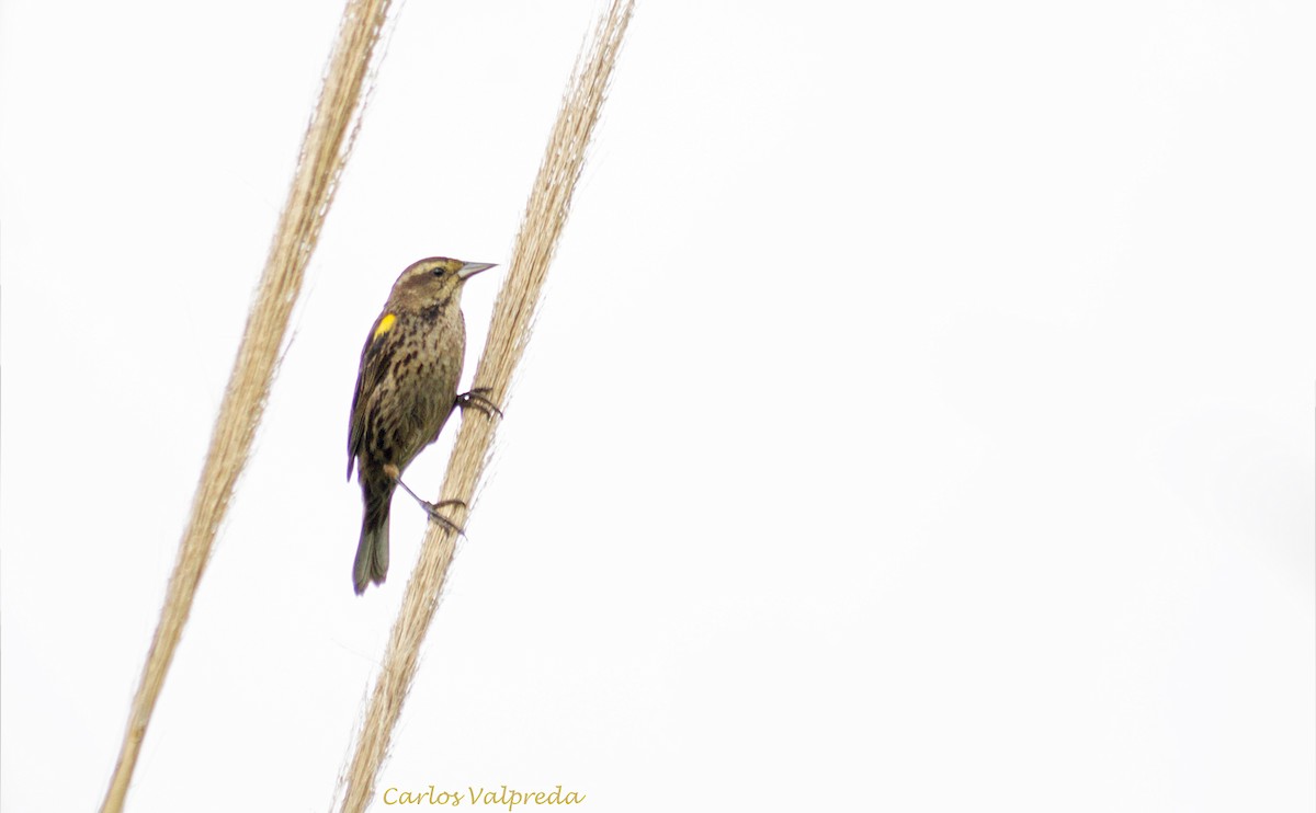 Yellow-winged Blackbird - ML623082919