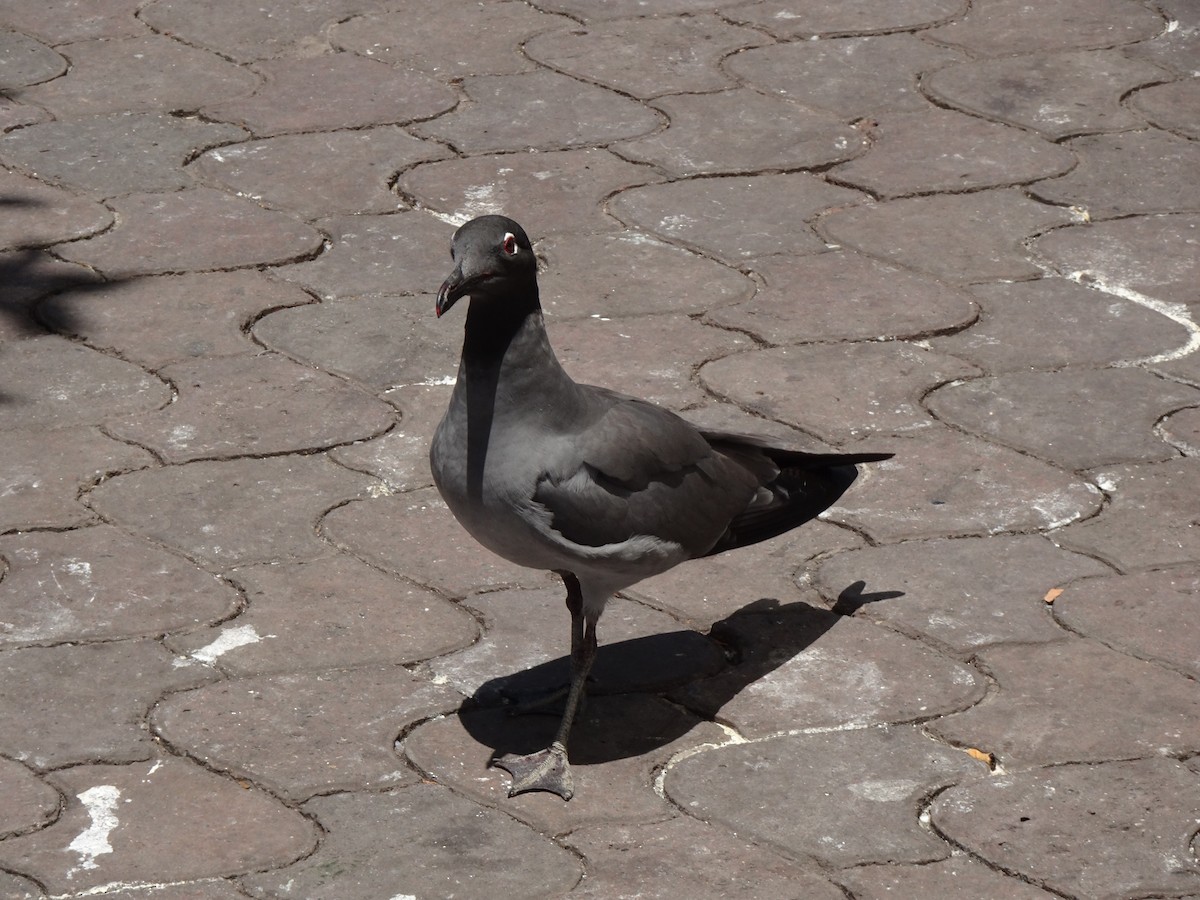 Lava Gull - ML623082942