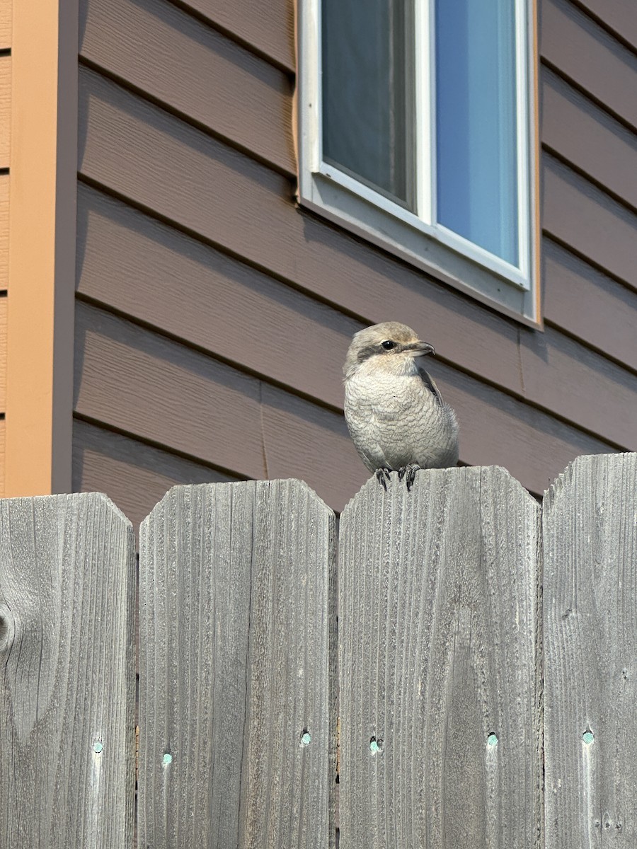 Northern Shrike - ML623082944