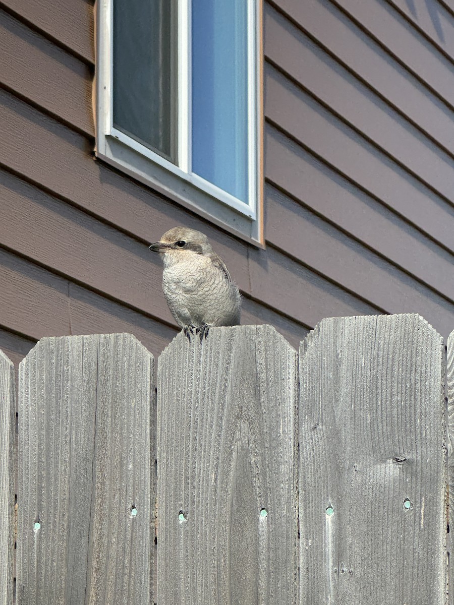 Northern Shrike - ML623082945