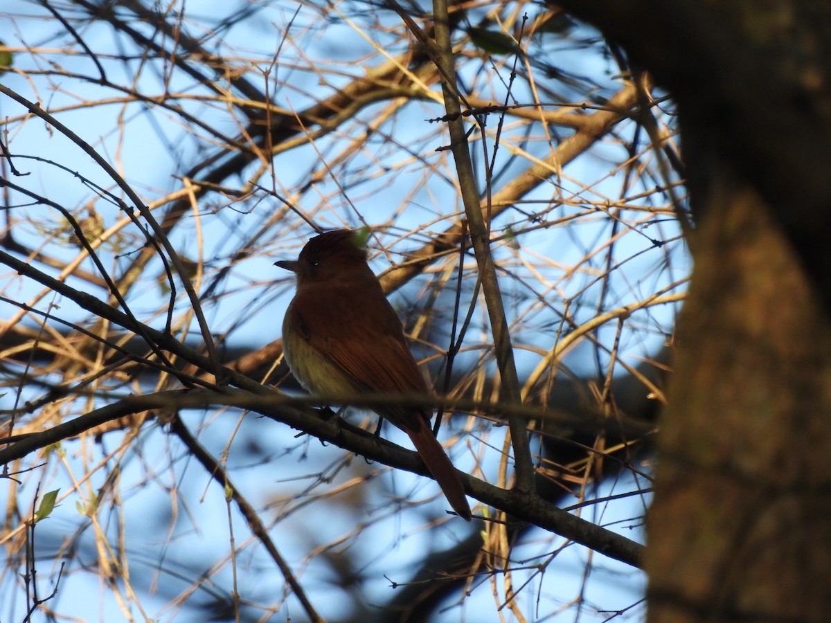Rufous Casiornis - ML623082989