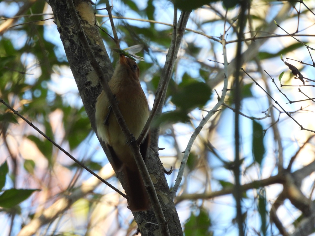 Rufous Casiornis - ML623082990