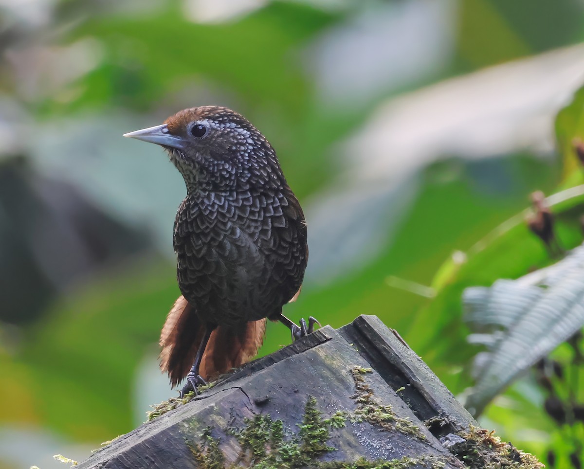 Cachar Wedge-billed Babbler - ML623083057