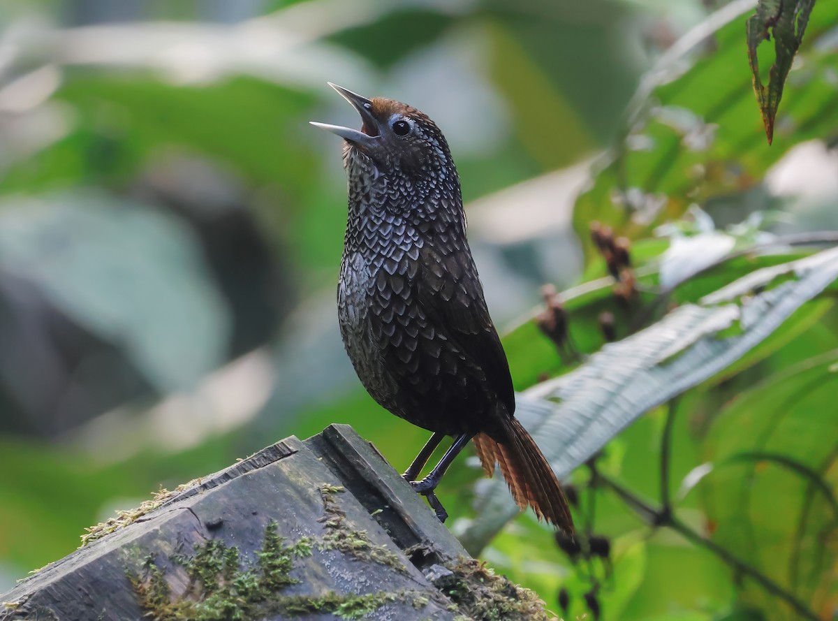 Cachar Wedge-billed Babbler - ML623083064