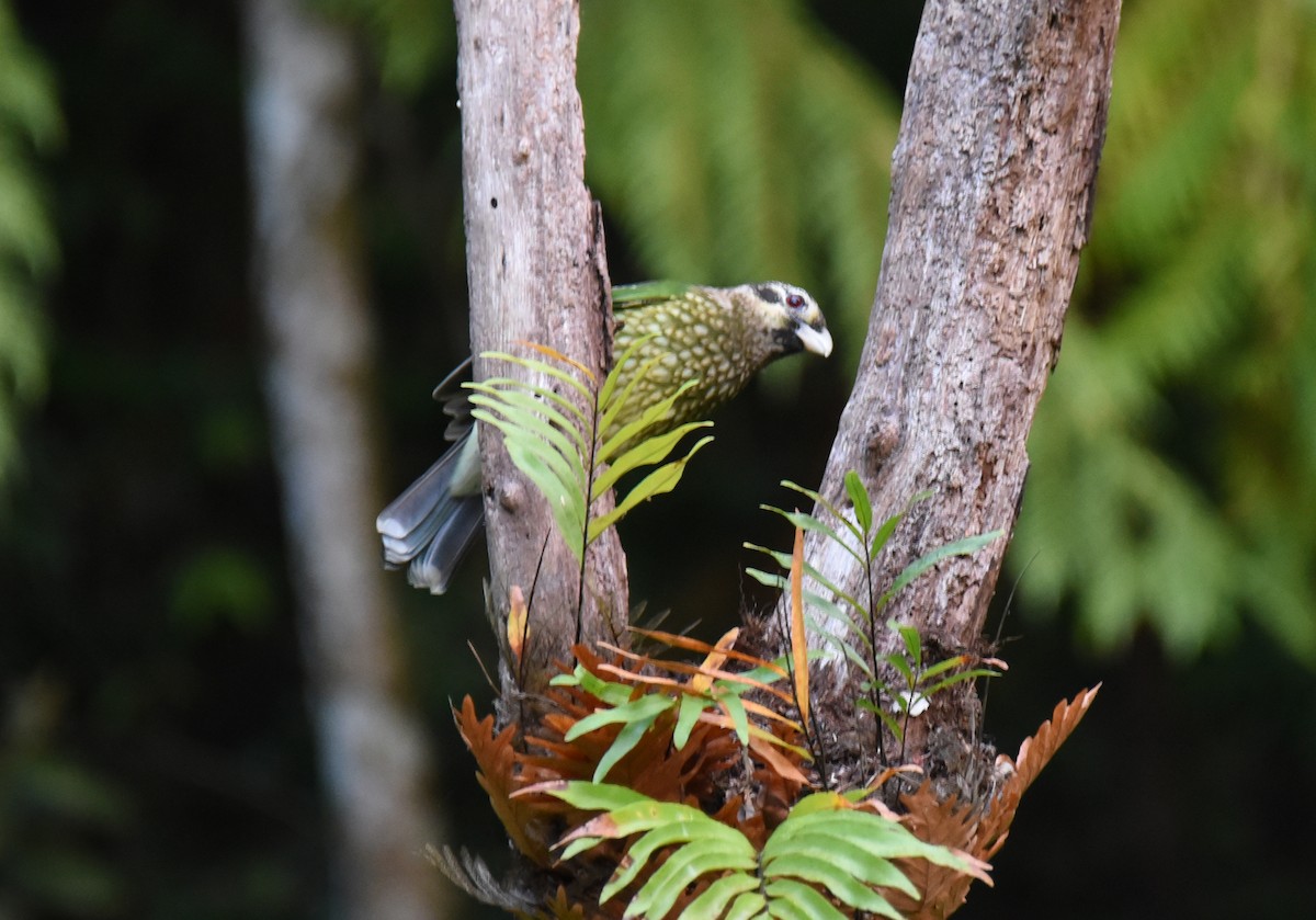 Spotted Catbird - ML623083118