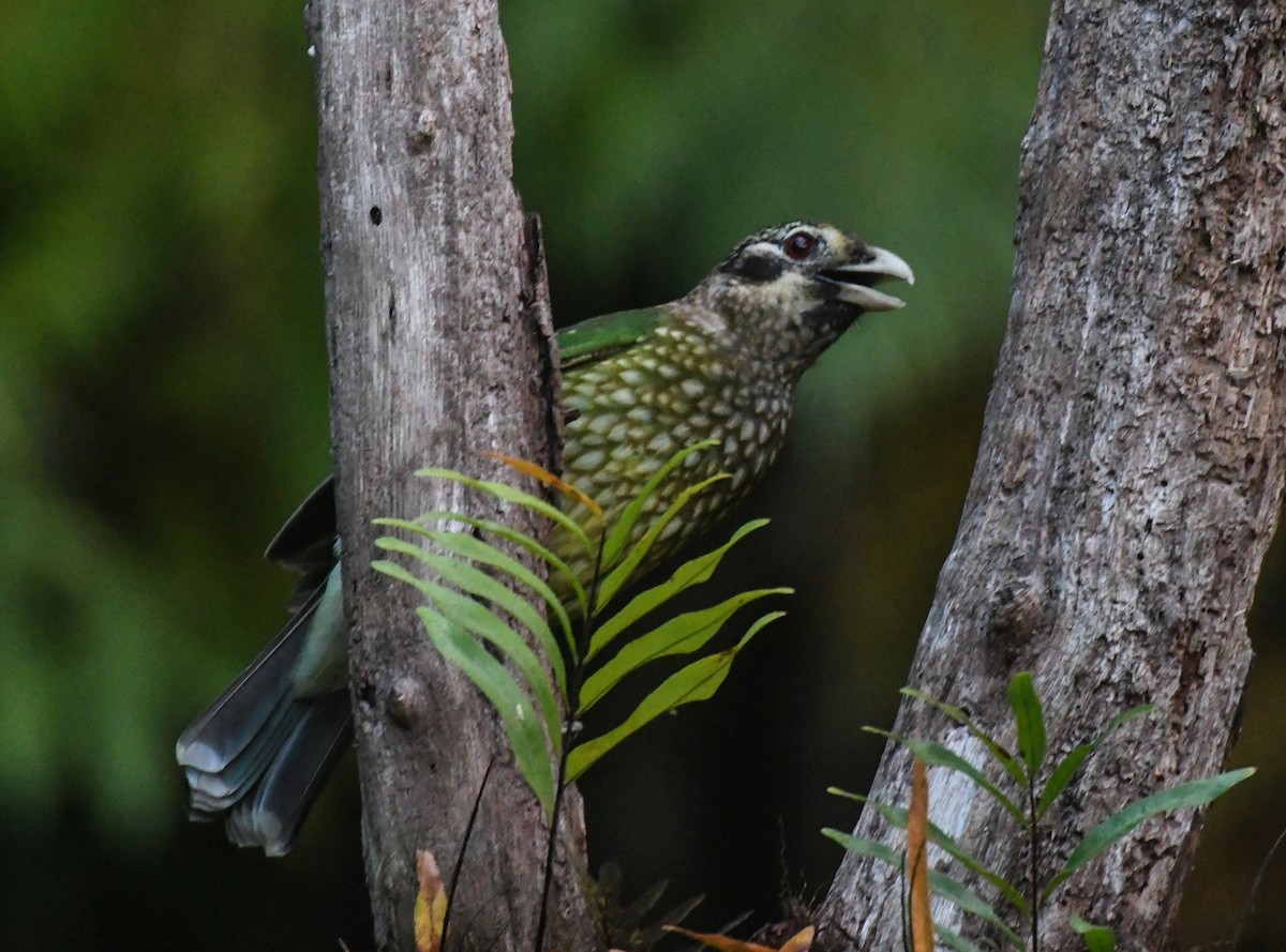 Spotted Catbird - ML623083119