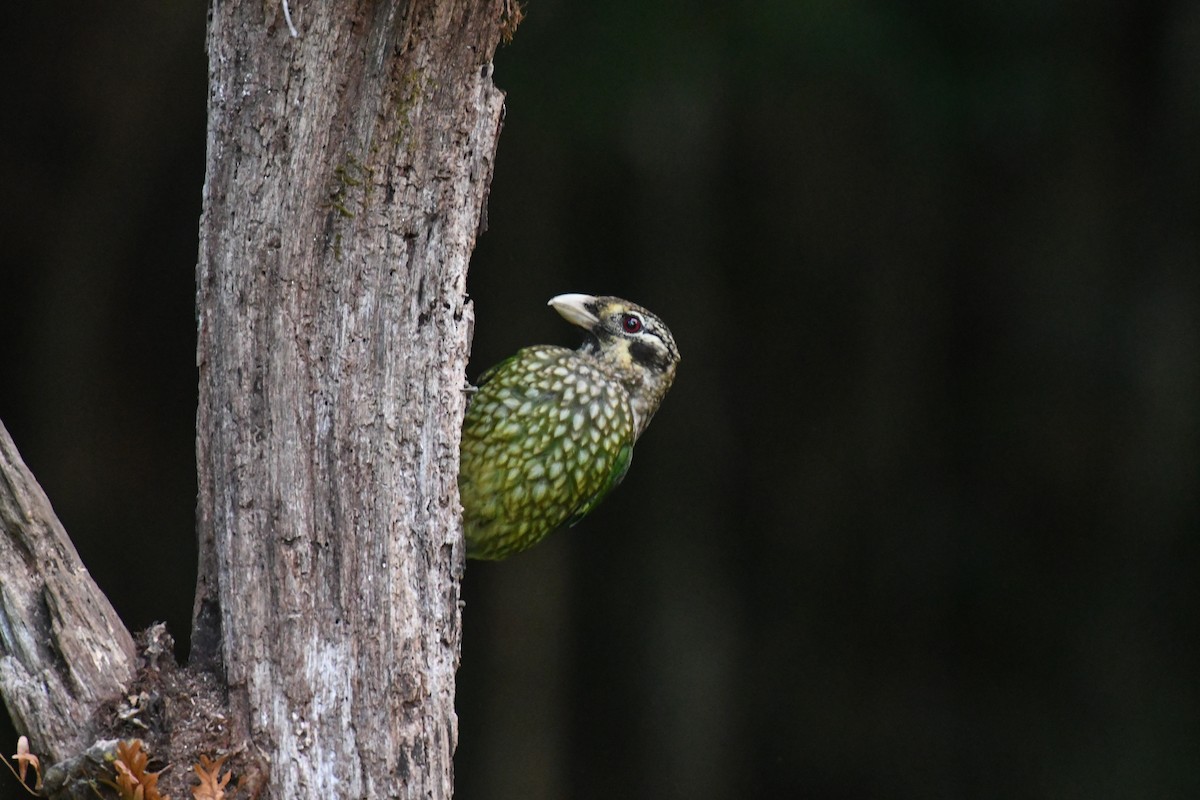 Spotted Catbird - ML623083122