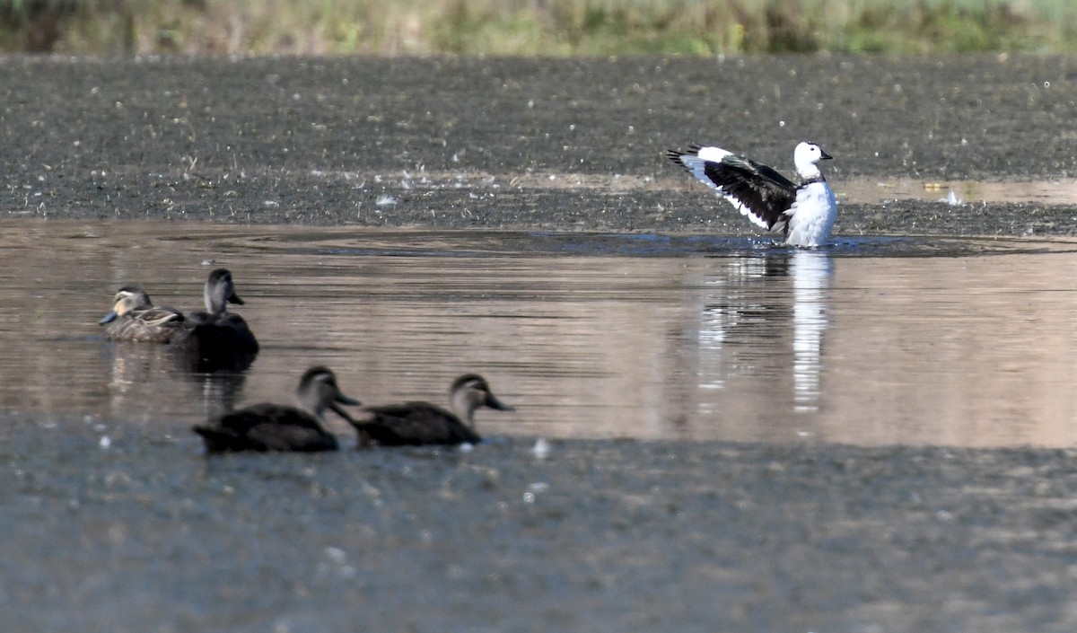 Cotton Pygmy-Goose - ML623083178