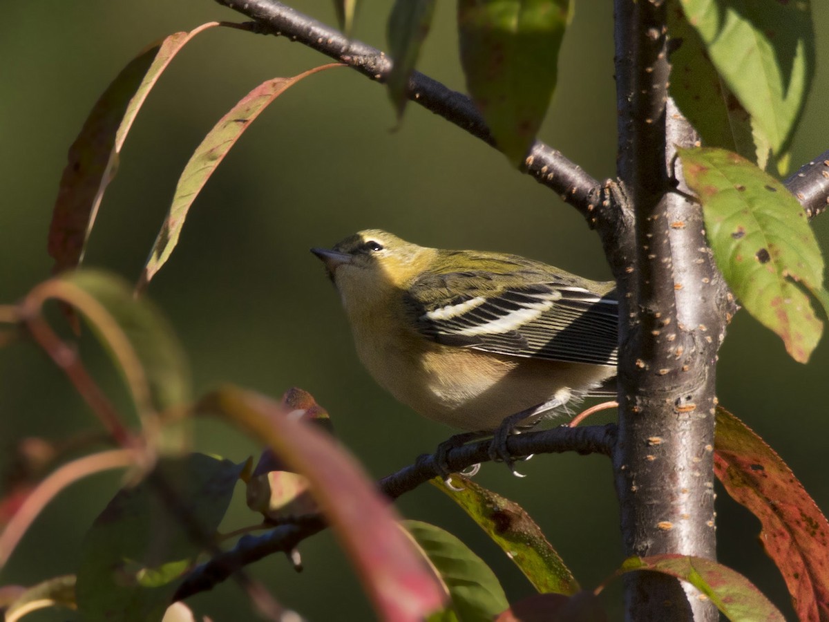 Bay-breasted Warbler - ML623083198