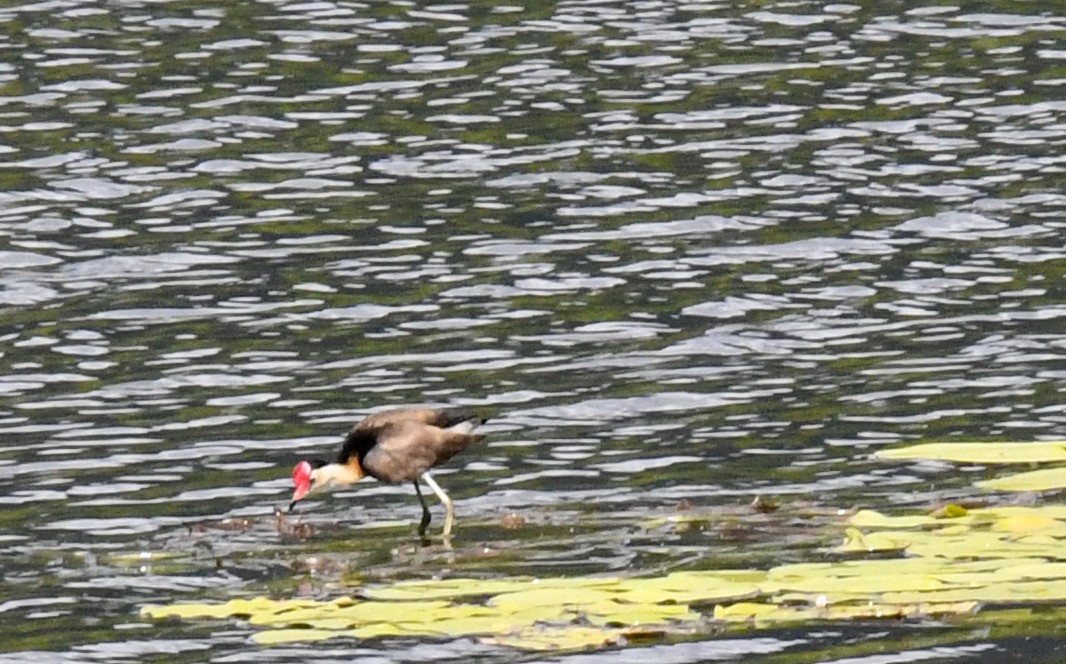 Comb-crested Jacana - ML623083205