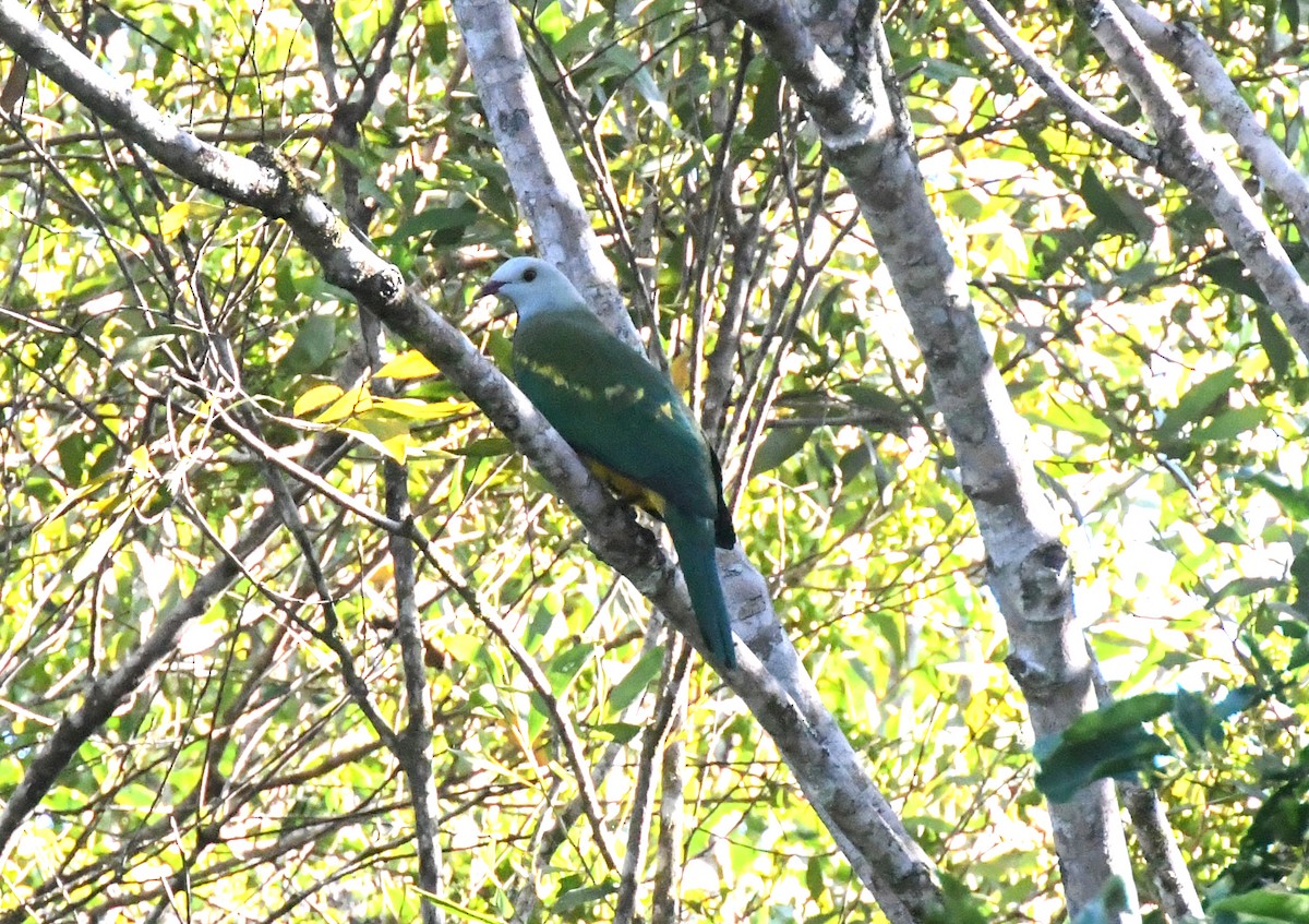 Wompoo Fruit-Dove - ML623083244