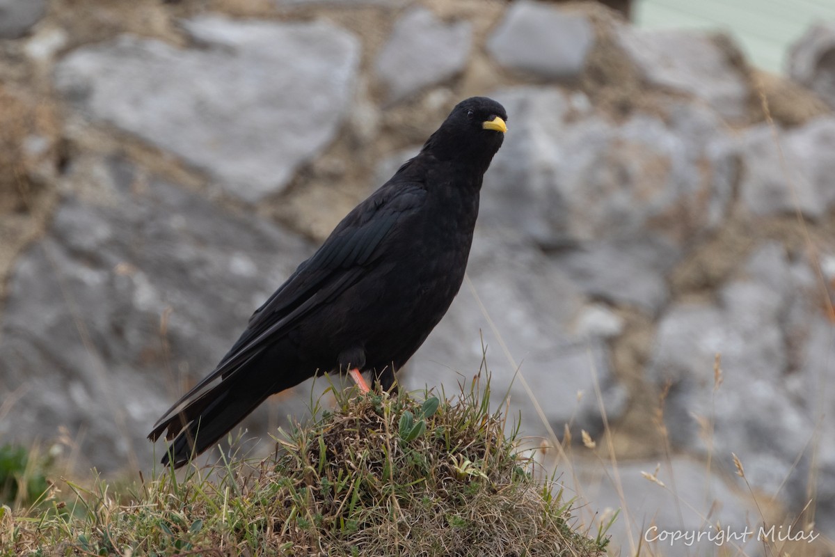 Yellow-billed Chough - ML623083254