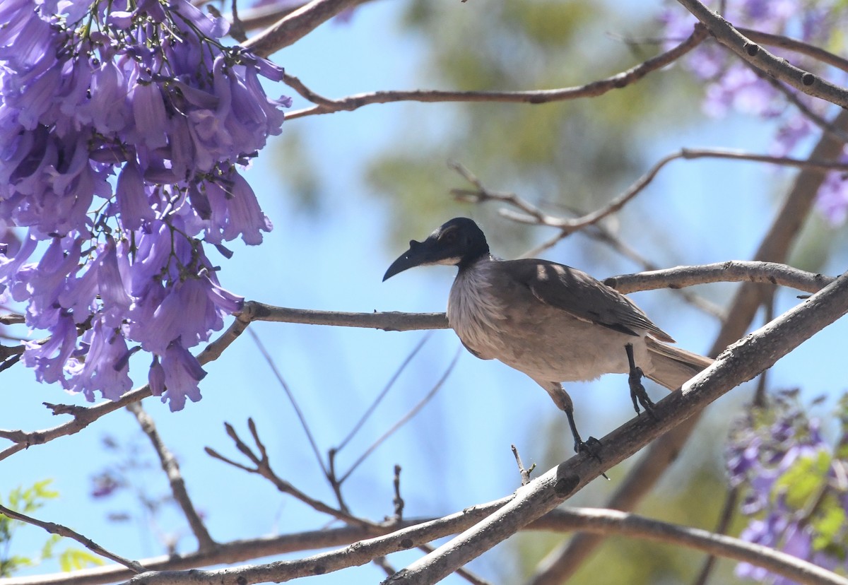 Noisy Friarbird - ML623083267