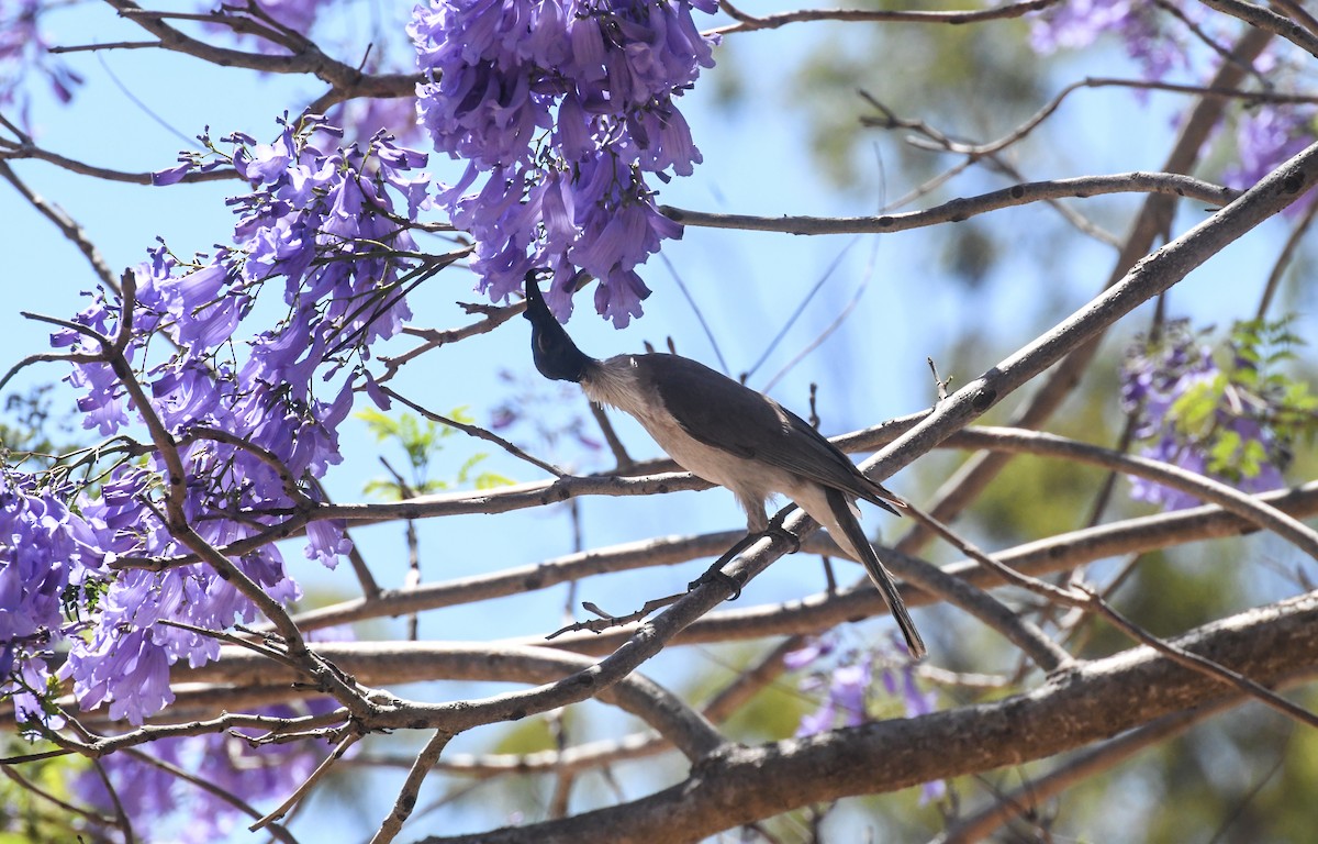 Noisy Friarbird - ML623083270