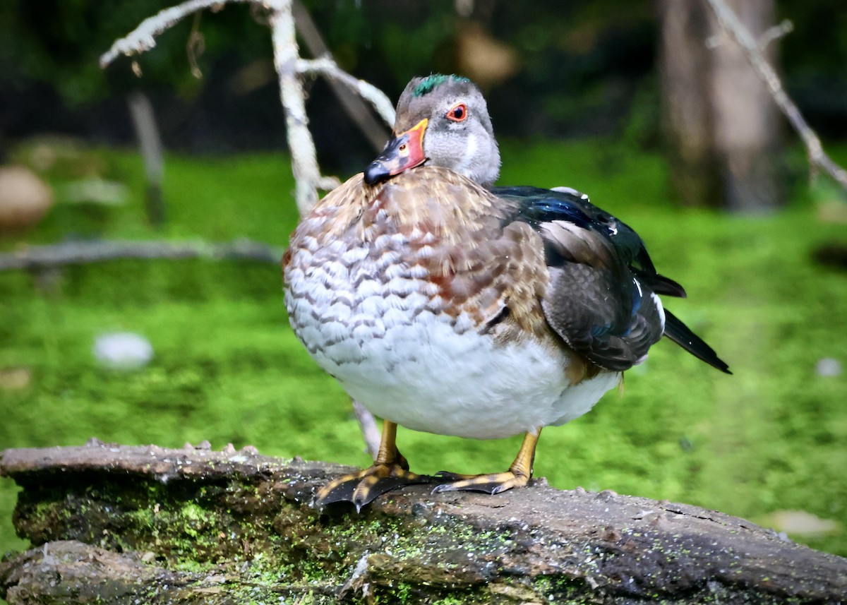 Wood Duck - ML623083274