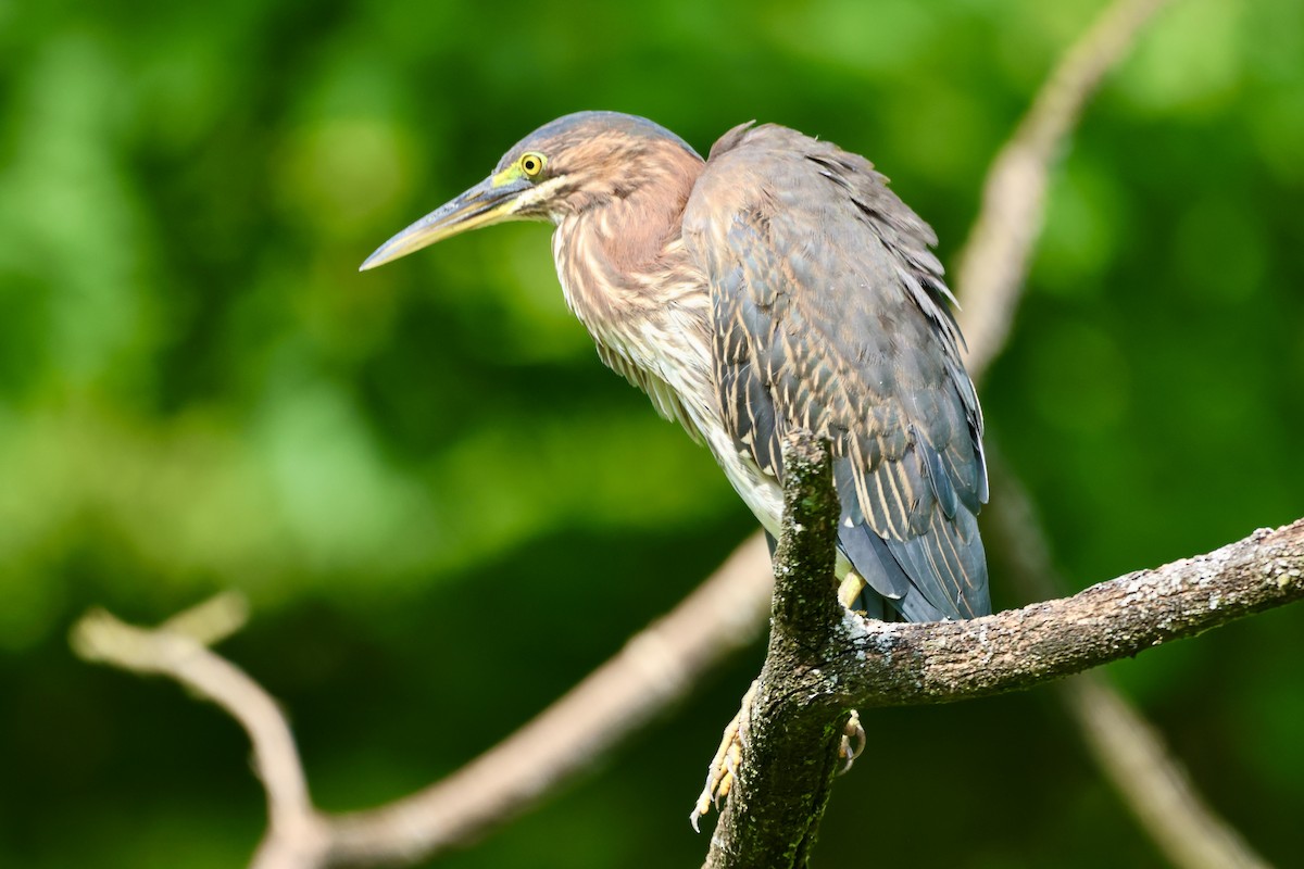 Green Heron - ML623083289