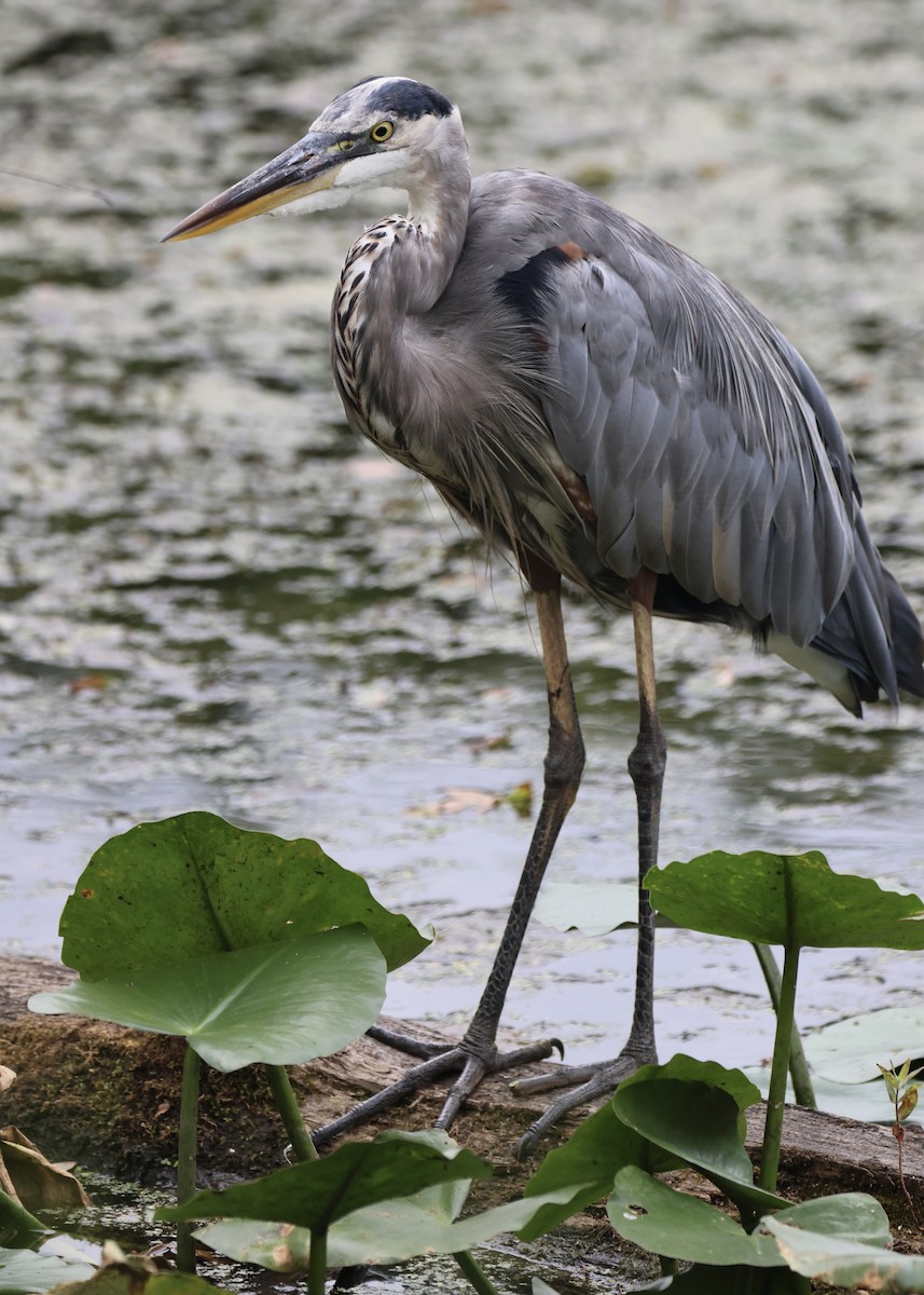 Great Blue Heron - ML623083312