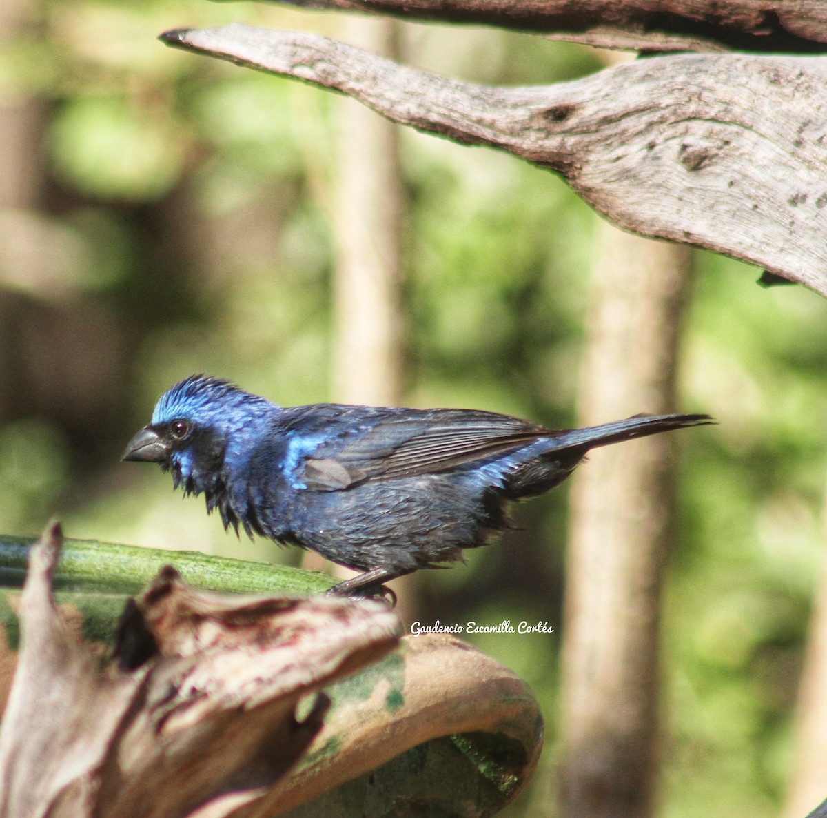 Blue Bunting - ML623083313