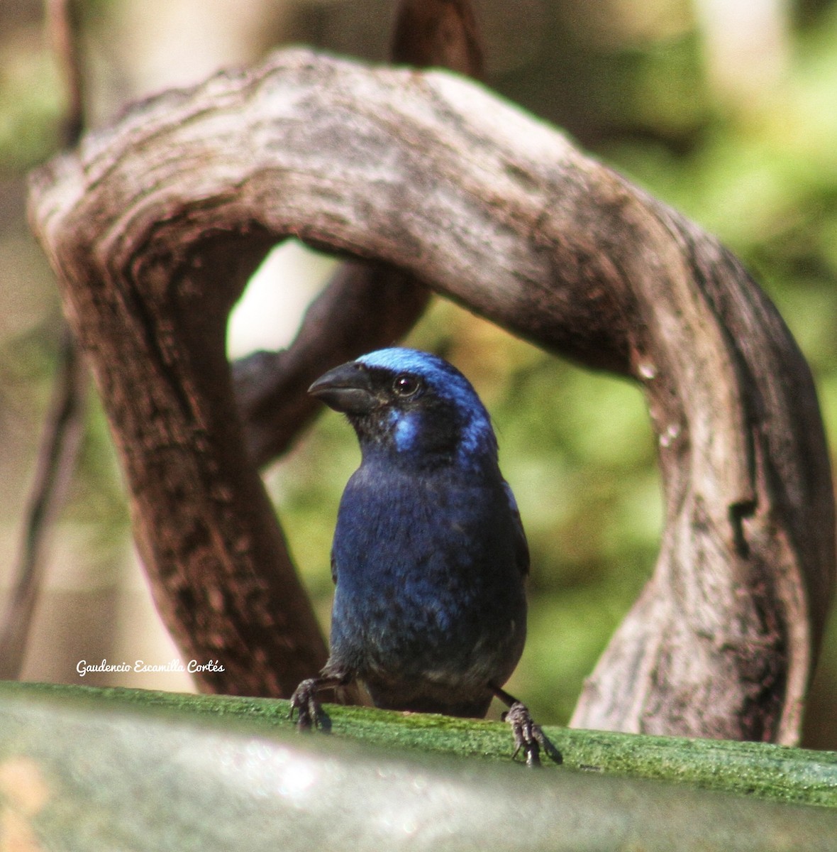 Blue Bunting - ML623083316