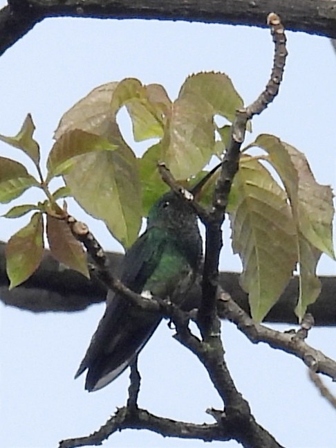 Steely-vented Hummingbird - ML623083325