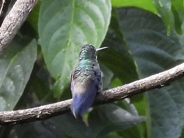 Steely-vented Hummingbird - ML623083326