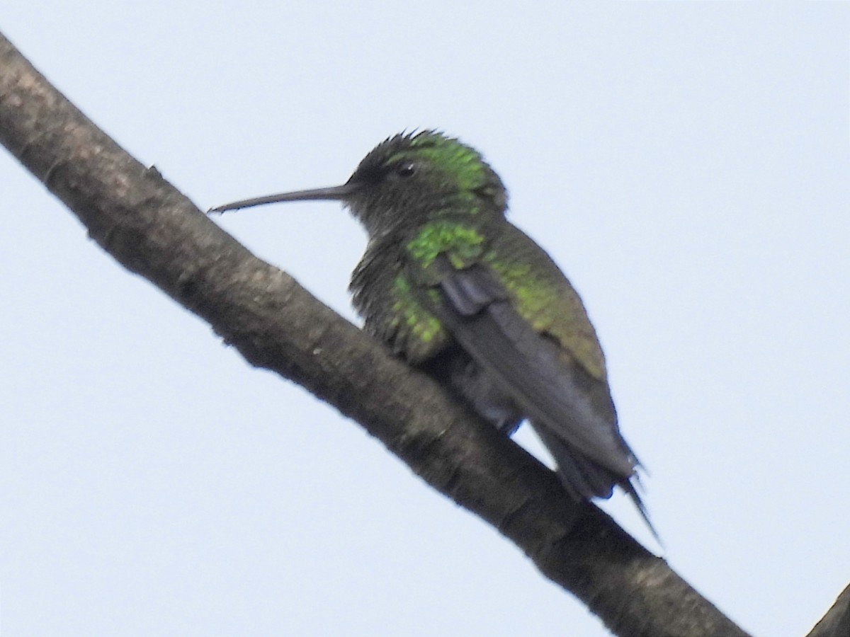 Steely-vented Hummingbird - ML623083327