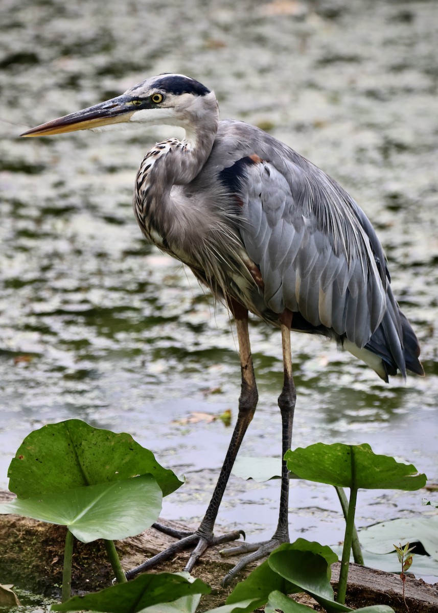 Great Blue Heron - ML623083333