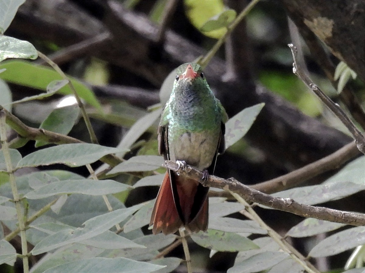 Rufous-tailed Hummingbird - Jhon Carlos Andres Rivera Higuera