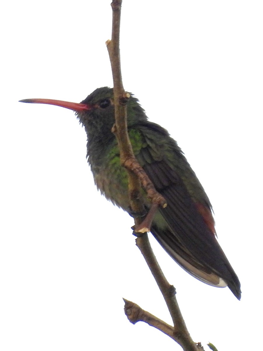 Rufous-tailed Hummingbird - ML623083337