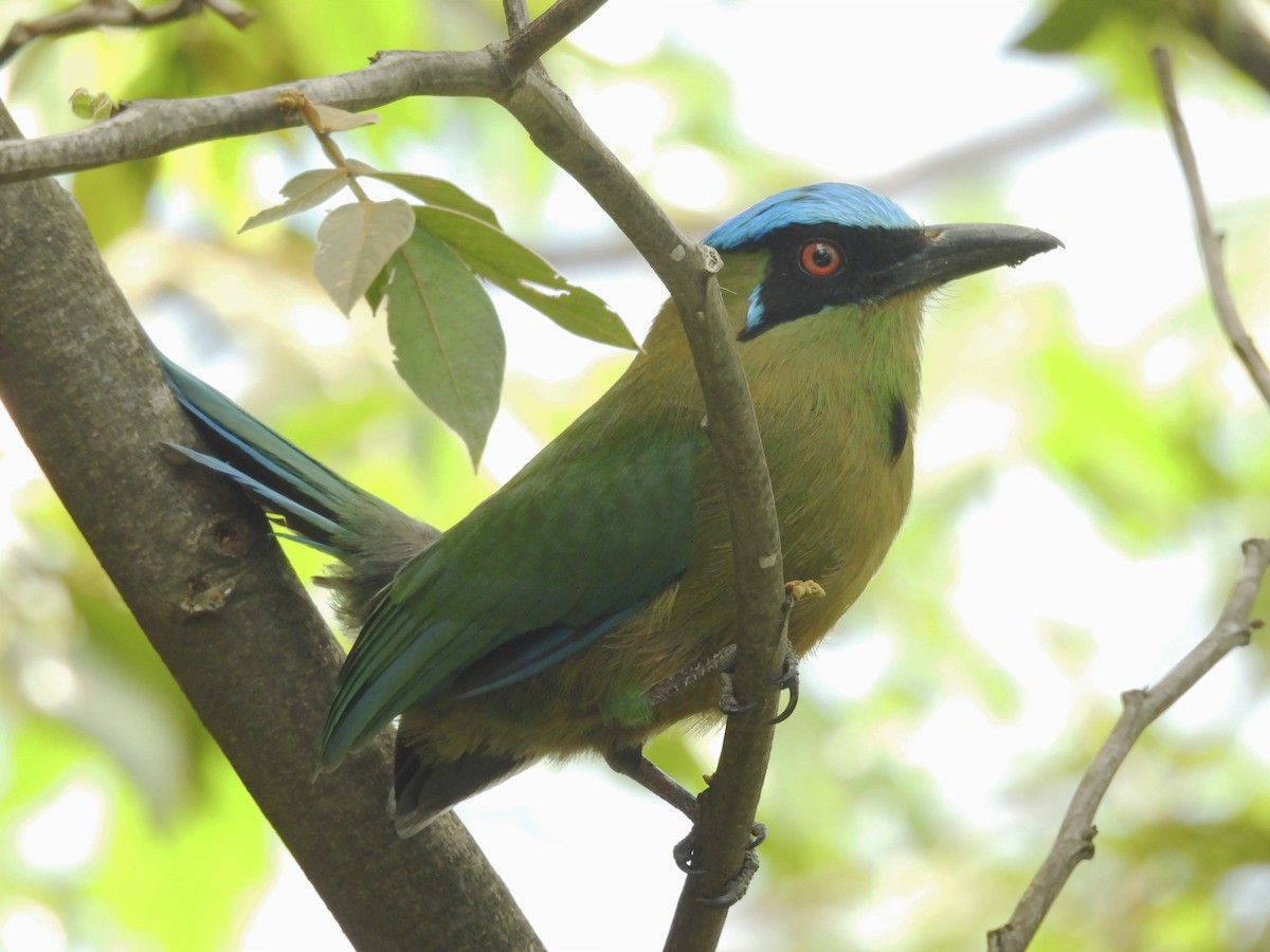 Andean Motmot - ML623083349