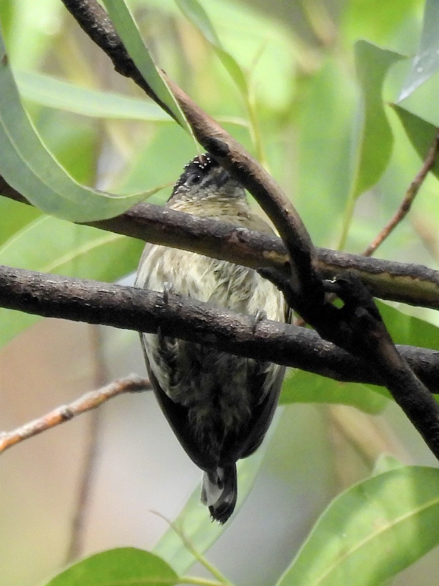 Olivaceous Piculet - Jhon Carlos Andres Rivera Higuera