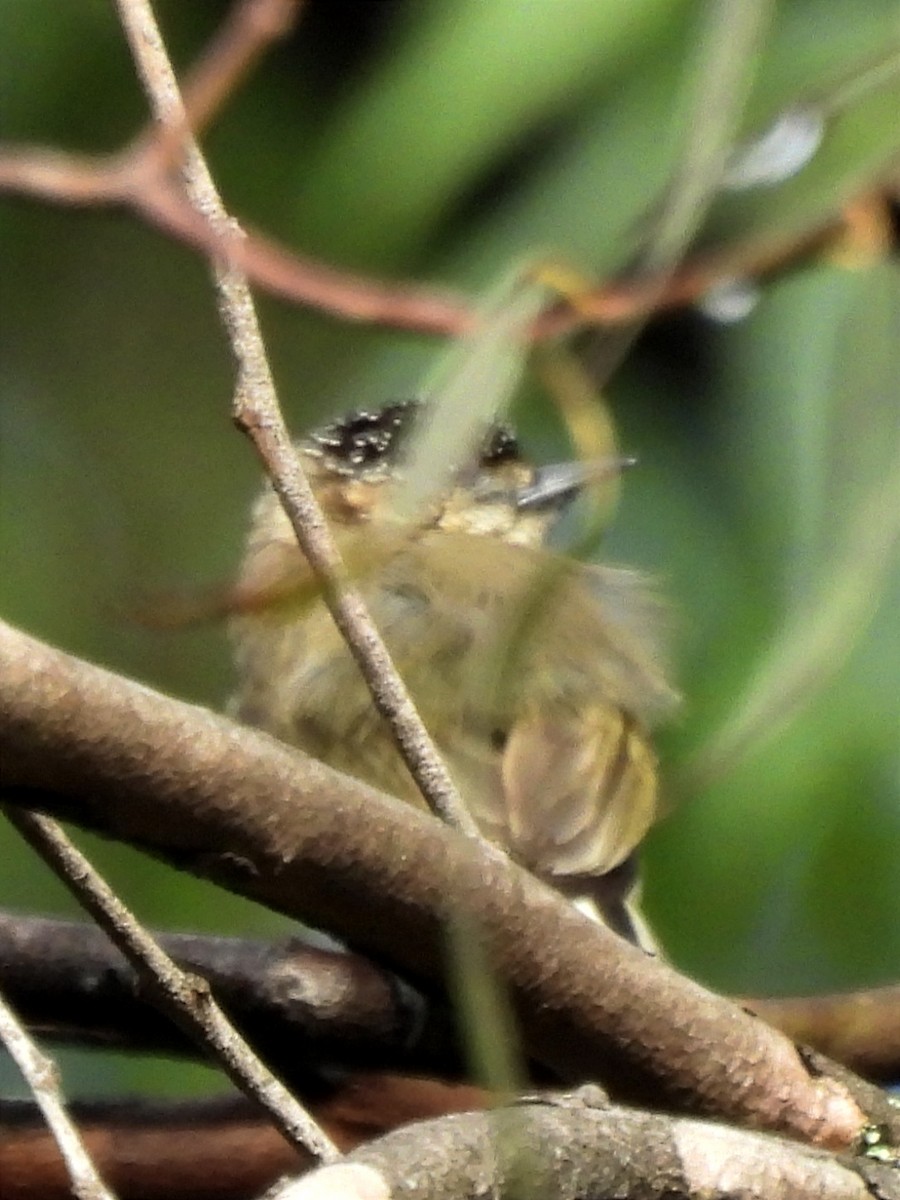 Olivaceous Piculet - ML623083361