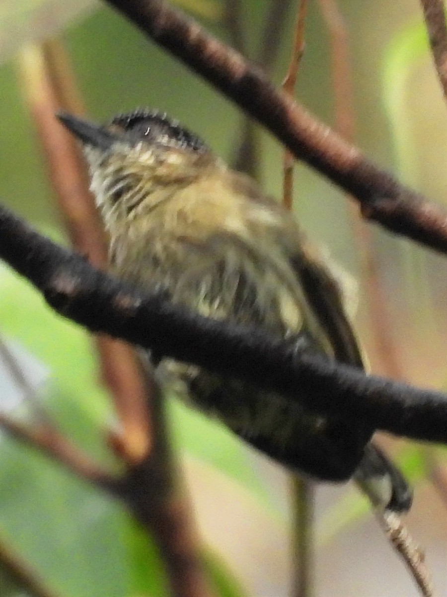 Olivaceous Piculet - ML623083362