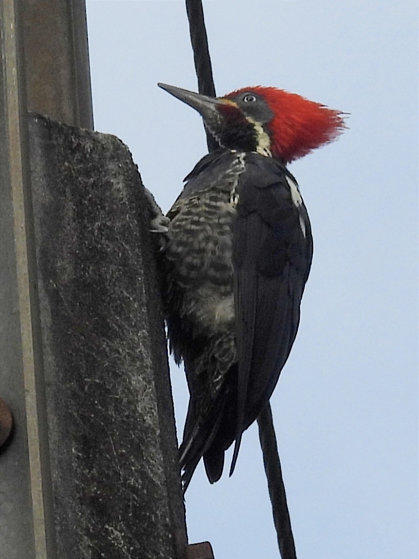 Lineated Woodpecker - ML623083366