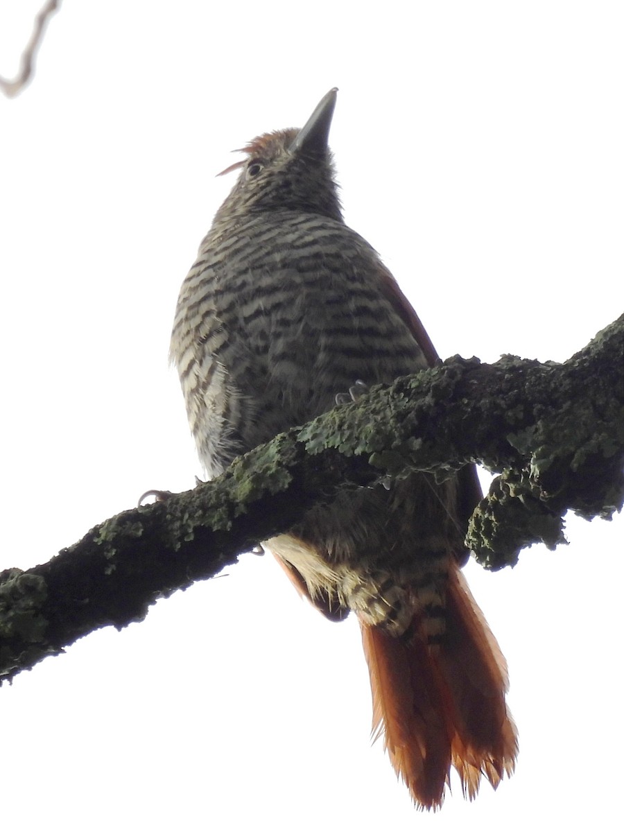 Bar-crested Antshrike - ML623083380