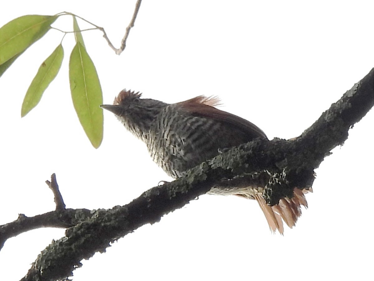 Bar-crested Antshrike - ML623083381