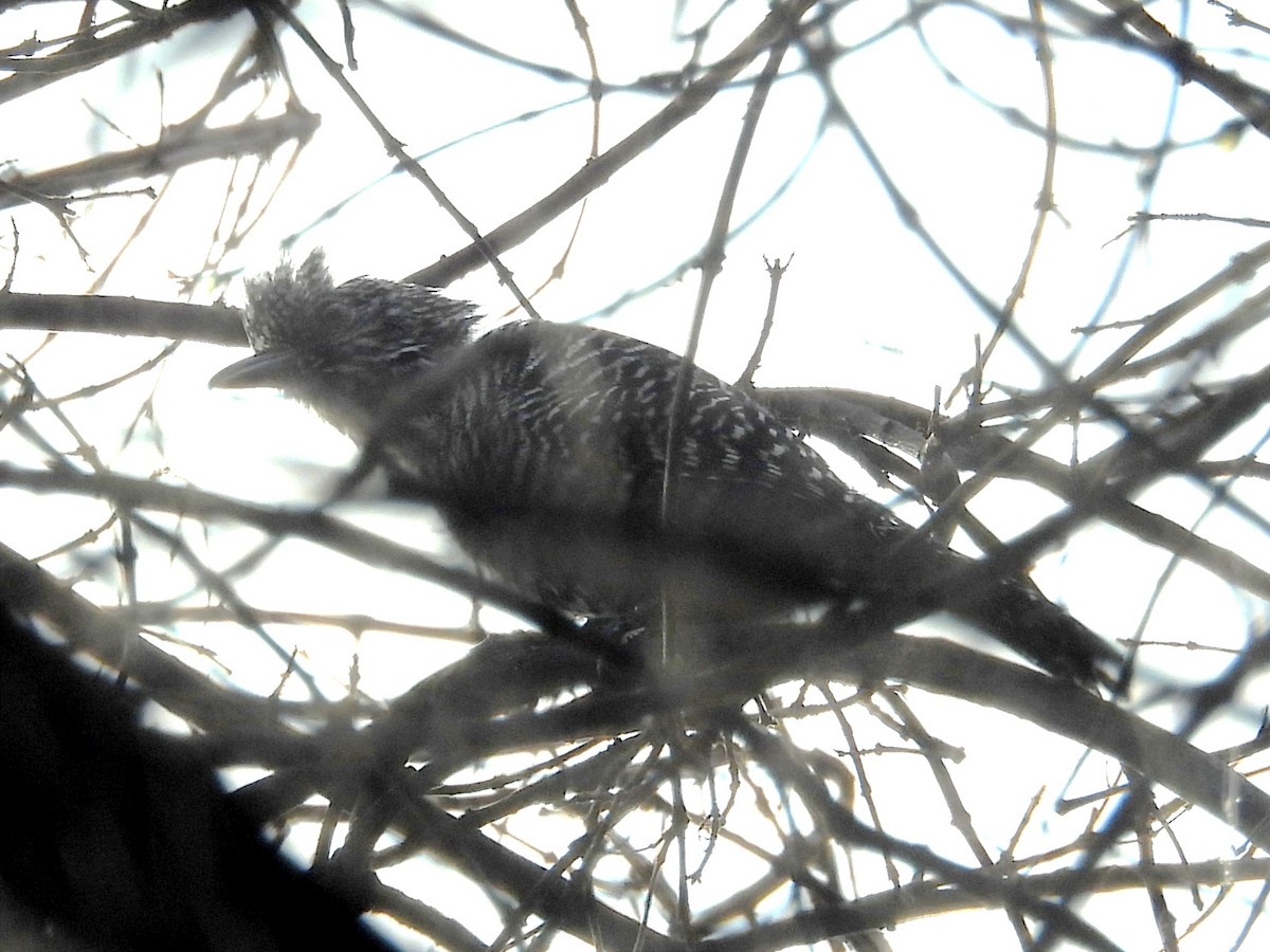 Bar-crested Antshrike - ML623083382