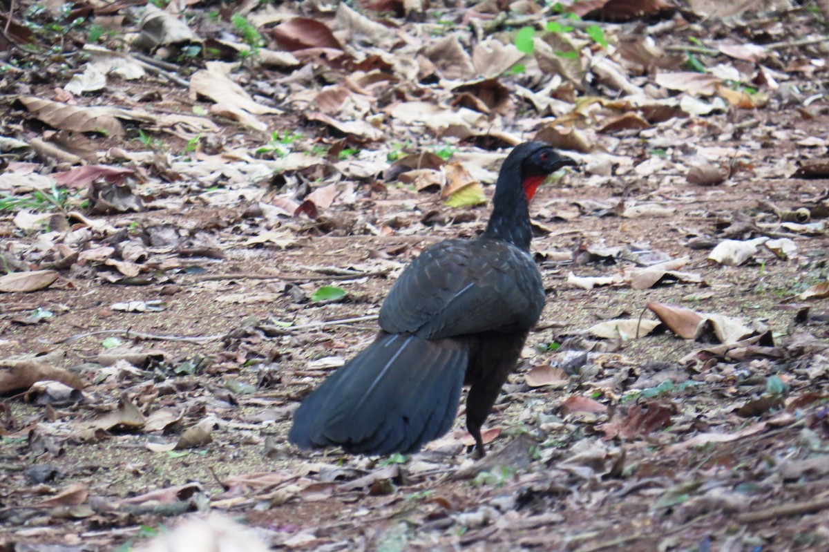 Dusky-legged Guan - ML623083384