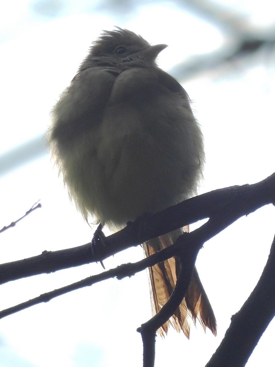 Pale-breasted Spinetail - ML623083393