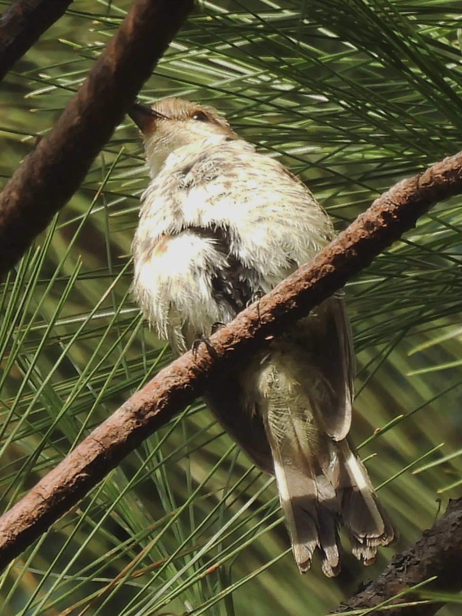 Bran-colored Flycatcher - ML623083421